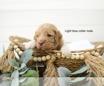 Small Photo #5 Goldendoodle Puppy For Sale in BOGALUSA, LA, USA