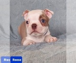 Small Photo #24 Boston Terrier Puppy For Sale in POMEROY, OH, USA