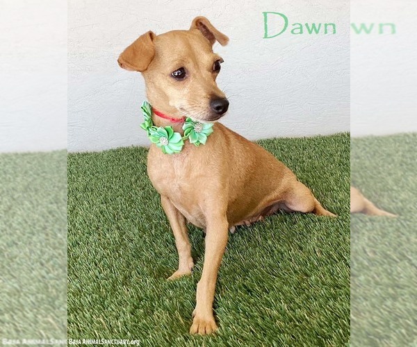 Medium Photo #1 Chipin Puppy For Sale in San Diego, CA, USA