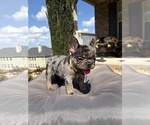 Tilly Milly - Female French Bulldog Puppy for Sale - Photo #6