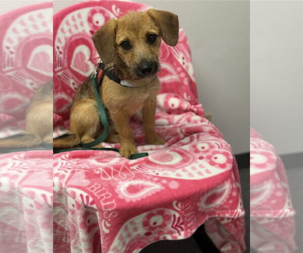 Medium Photo #1 Mutt Puppy For Sale in Euless, TX, USA