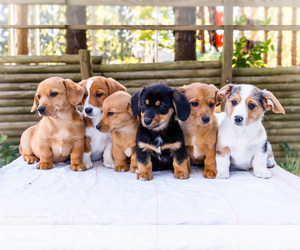 Dorgi Puppy for Sale in WAKARUSA, Indiana USA