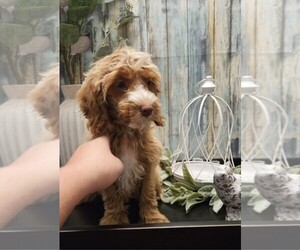 Cockapoo Puppy for sale in NILES, MI, USA