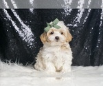 Small Photo #11 Maltipoo Puppy For Sale in WARSAW, IN, USA