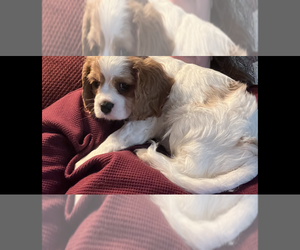 Cavalier King Charles Spaniel Puppy for sale in SAINTE GENEVIEVE, MO, USA