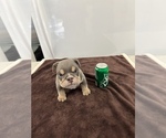 Small Photo #7 Bulldog Puppy For Sale in COVINGTON, WA, USA