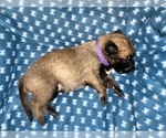Small Photo #196 Belgian Malinois Puppy For Sale in REESEVILLE, WI, USA