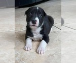 Small American Pit Bull Terrier-English Foxhound Mix