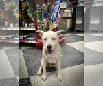 Small #8 Boxer Mix