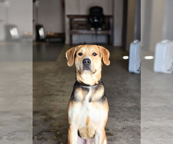 Medium Photo #7 Mutt Puppy For Sale in Sandy, UT, USA