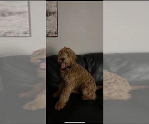 Goldendoodle Puppy for sale in MORRIS, CT, USA