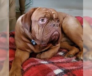 Dogue de Bordeaux Dogs for adoption in Phoenix, WI, USA