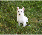 Small #4 West Highland White Terrier