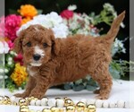 Small #4 Cavapoo