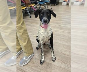 German Shorthaired Pointer Dogs for adoption in Baytown, TX, USA