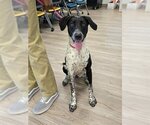 Small Photo #1 German Shorthaired Pointer Puppy For Sale in Baytown, TX, USA