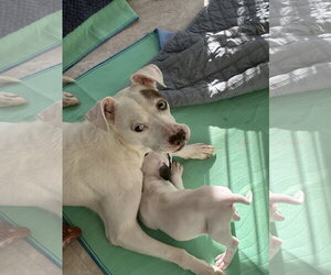 Autumn - Mom to Raine - Female Mutt Dog for Adoption - Photo #4