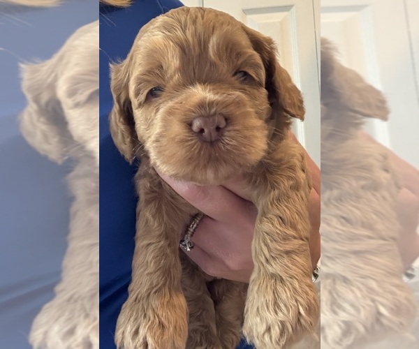 Medium Photo #10 Cock-A-Poo Puppy For Sale in KENNER, LA, USA