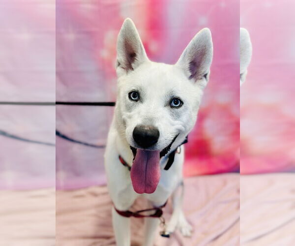 Medium Photo #3 Siberian Husky Puppy For Sale in Jackson , NJ, USA