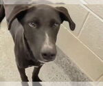 Small #1 American Staffordshire Terrier Mix