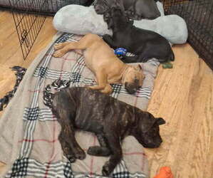 Cane Corso Litter for sale in COLORADO SPRINGS, CO, USA