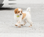 Small #10 Goldendoodle (Miniature)