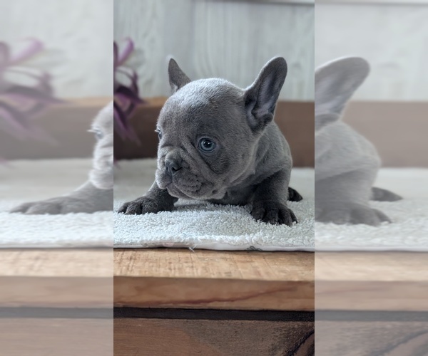 Medium Photo #42 French Bulldog Puppy For Sale in GOSHEN, IN, USA