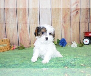 Akita Puppy for sale in LAKE BENTON, MN, USA