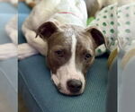 Small #5 Boxer Mix