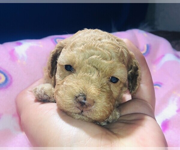 Medium Photo #13 Poodle (Toy) Puppy For Sale in CARTHAGE, MO, USA