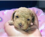 Small Photo #13 Poodle (Toy) Puppy For Sale in CARTHAGE, MO, USA