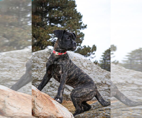 Medium Photo #5 Bull-Boxer Puppy For Sale in Brights Grove, Ontario, Canada