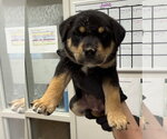 Small #3 German Shepherd Dog Mix