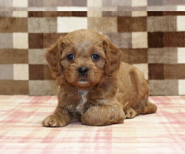 Medium Photo #5 Cavapoo (Miniature) Puppy For Sale in DENVER, PA, USA
