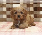 Small #4 Cavapoo (Miniature)