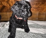 Puppy 3 Cock-A-Poo