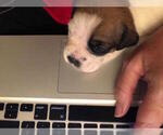 Small Photo #3 Boxador Puppy For Sale in TAMPA, FL, USA
