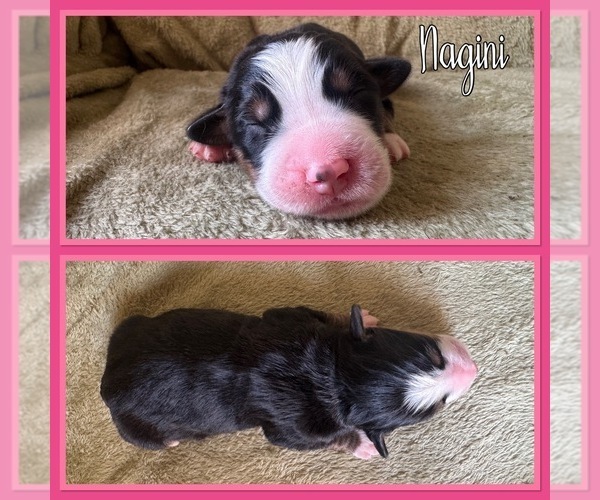 Medium Photo #8 Bernese Mountain Dog Puppy For Sale in MERRILL, MI, USA
