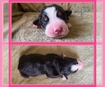 Small #7 Bernese Mountain Dog