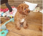 Small #3 Cavapoo