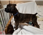 Mr Blue - Male Boxer Puppy for Sale - Photo #4