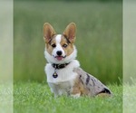 Small Photo #1 American Corgi Puppy For Sale in APPLE GROVE, WV, USA