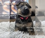 Puppy Puppy 6 German Shepherd Dog