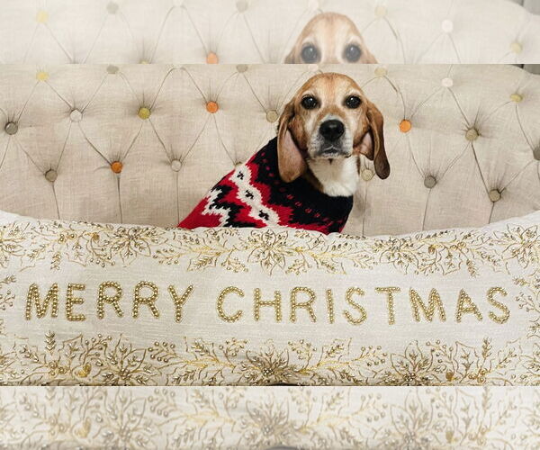 Medium Photo #2 Beagle-Unknown Mix Puppy For Sale in Germantown, OH, USA