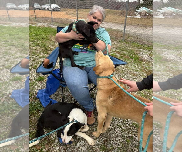 Medium Photo #5 Labrador Retriever-Unknown Mix Puppy For Sale in Columbus, IN, USA