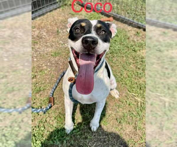 Medium Photo #2 American Pit Bull Terrier Puppy For Sale in Oakhurst, NJ, USA