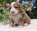 Small #3 Miniature Bernedoodle