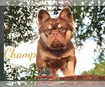 Small Photo #1 French Bulldog Puppy For Sale in RUSHVILLE, IN, USA