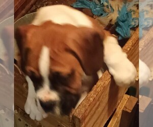 Boxer Puppy for sale in ROYSTON, GA, USA