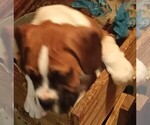 Image preview for Ad Listing. Nickname: Male fawn boxer